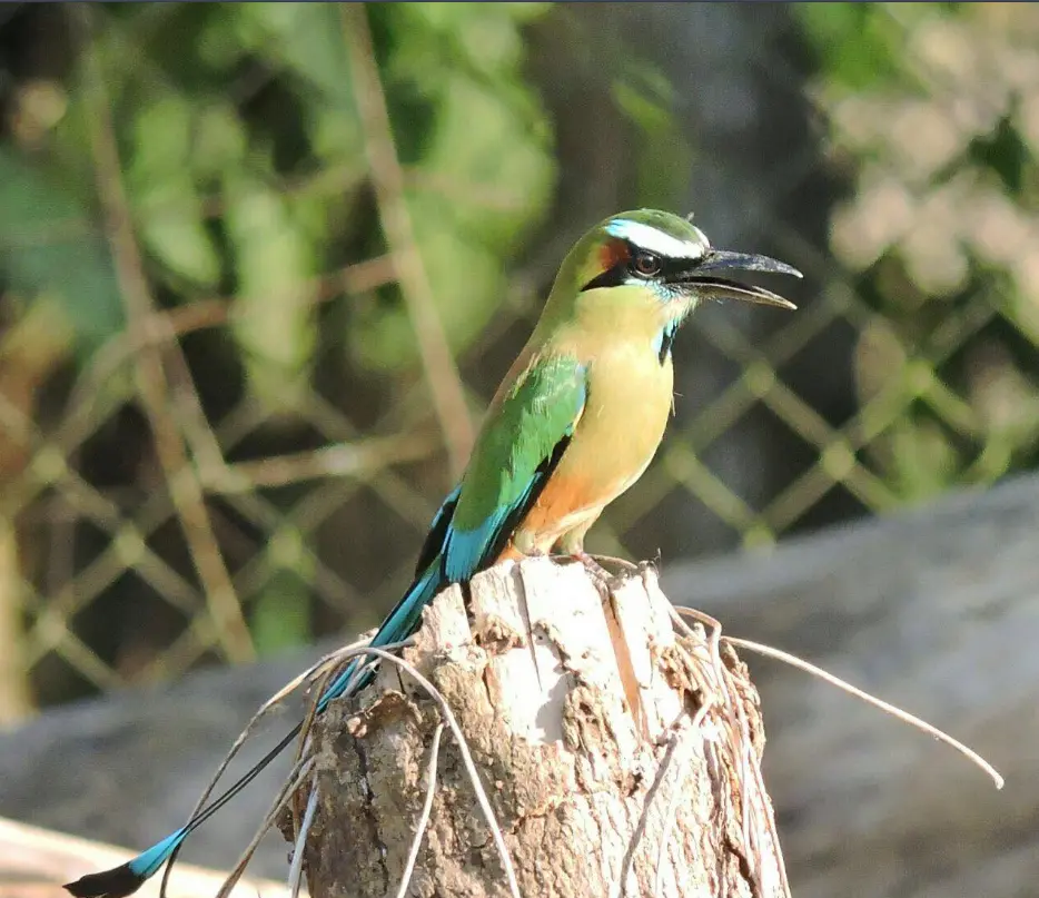 Wildlife at Bijagual Waterfall Costa Rica