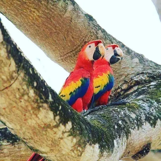 Wildlife at Bijagual Waterfall Costa Rica — scarlet macaws, monkeys, toucans