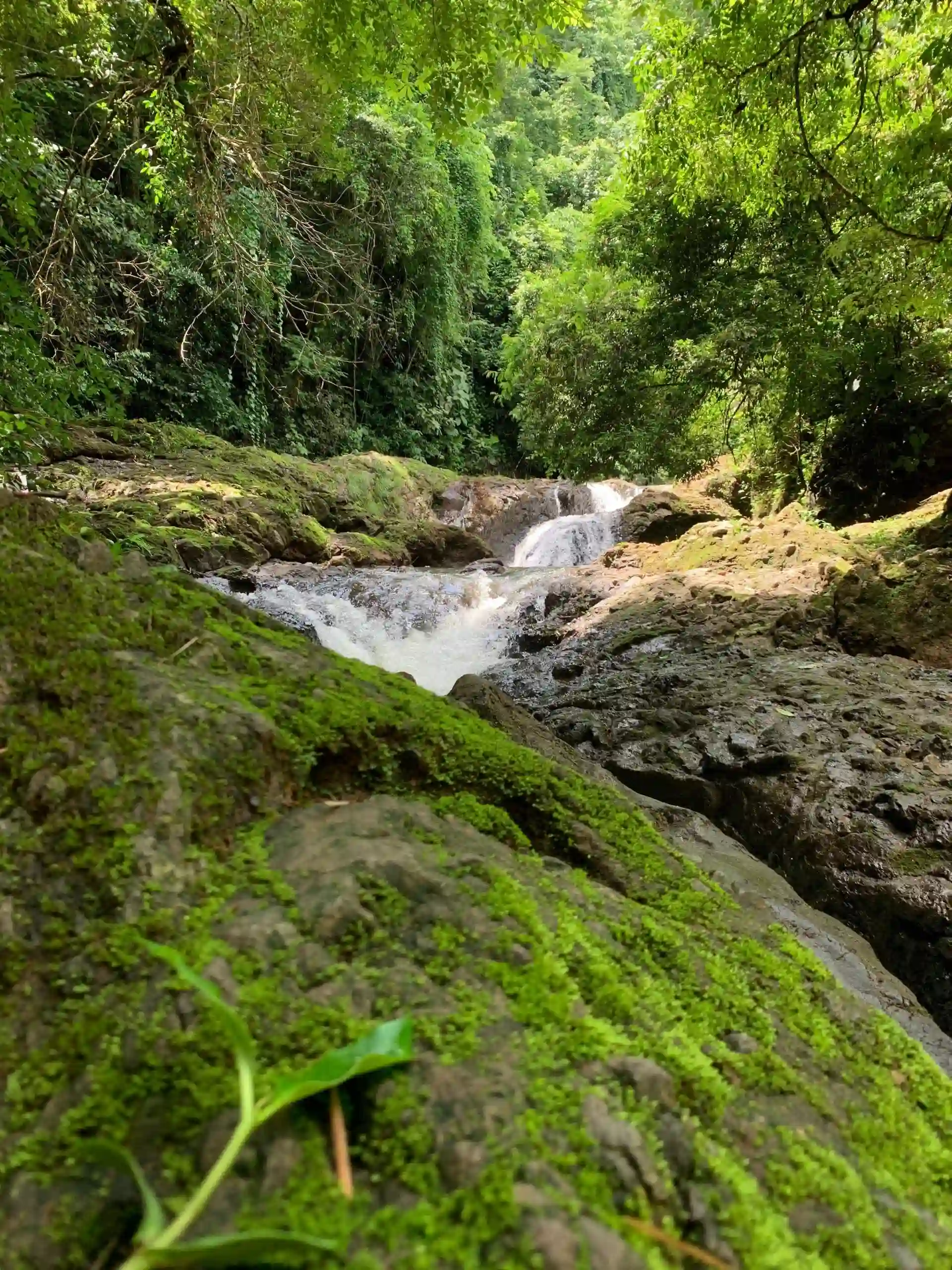 Private rainforest trails Bijagual Waterfall
