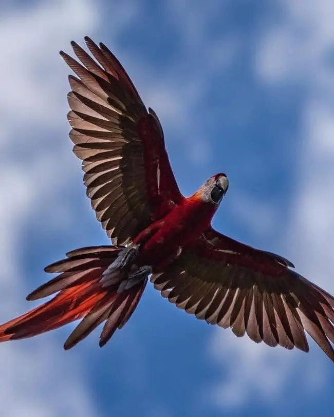 Wildlife at Bijagual Waterfall Costa Rica